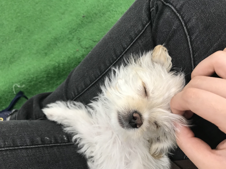 チワックスちゃんプレイルームデビュー！ | MIX犬［チワワ × カニンヘン・ダックスフント］ （014209） - ペットショップ マルワン東日暮里 東京都荒川区
