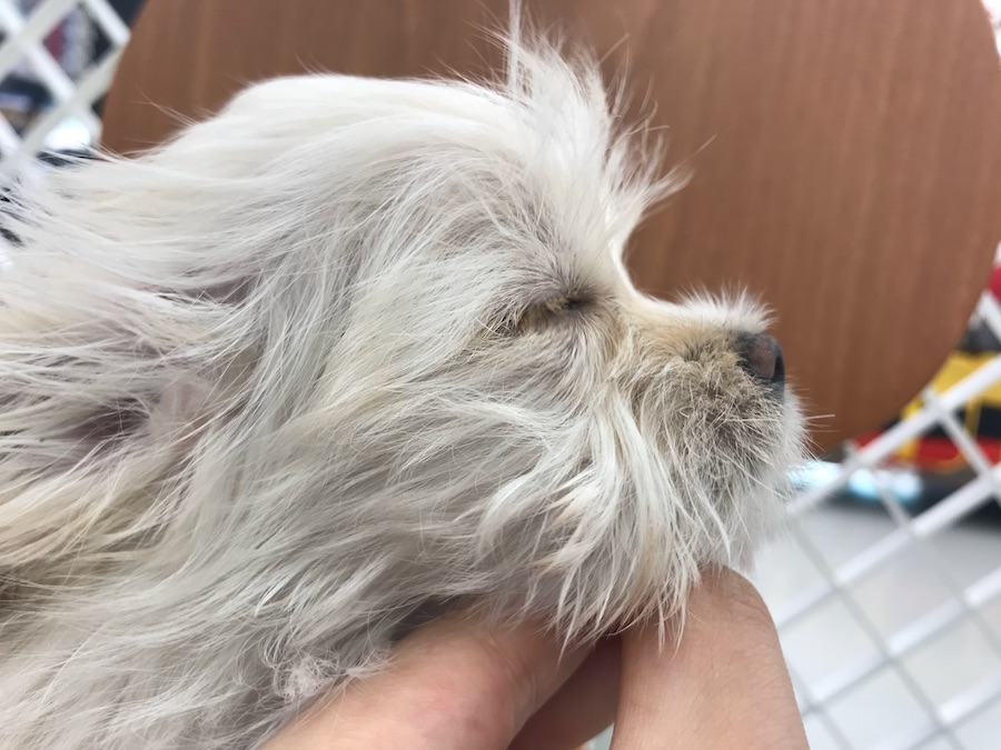 チワックスちゃん短すぎず長すぎないマズル | MIX犬［チワワ × カニンヘン・ダックスフント］ （014209） - ペットショップ マルワン東日暮里 東京都荒川区