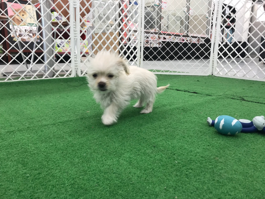 チワックスちゃんマイペースすぎません？ | MIX犬［チワワ × カニンヘン・ダックスフント］ （014209） - ペットショップ マルワン東日暮里 東京都荒川区