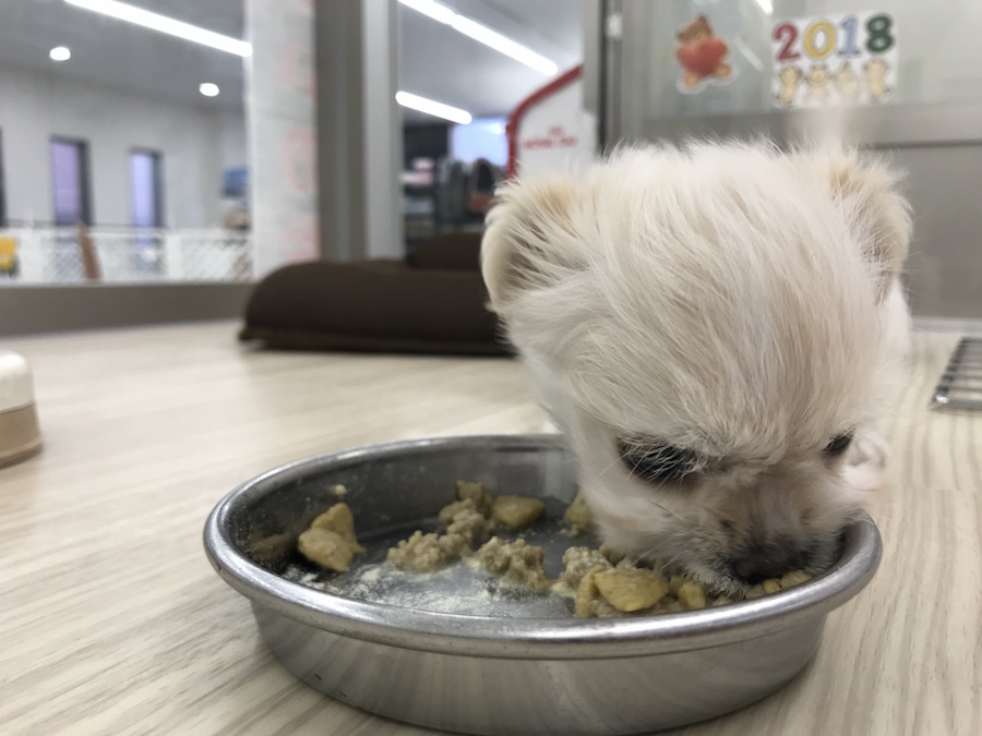 チワックスちゃんとの生活７点セット | MIX犬［チワワ × カニンヘン・ダックスフント］ （014209） - ペットショップ マルワン東日暮里 東京都荒川区