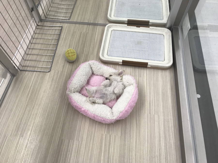 おもちゃもあると良いですね♪ | MIX犬［チワワ × カニンヘン・ダックスフント］ （014209） - ペットショップ マルワン東日暮里 東京都荒川区