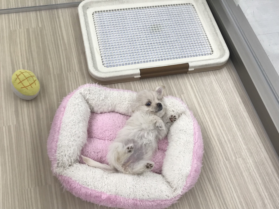 この子にぴったりの用品選びを納得のいくまでお手伝いいたします！ | MIX犬［チワワ × カニンヘン・ダックスフント］ （014209） - ペットショップ マルワン東日暮里 東京都荒川区