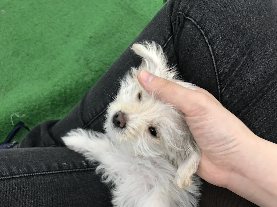 チワックスちゃん頭を撫でてあげるとこの表情 | MIX犬［チワワ × カニンヘン・ダックスフント］ （014209） - ペットショップ マルワン東日暮里 東京都荒川区