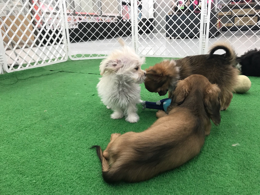 チワックスちゃんカメラの方にとことこ | MIX犬［チワワ × カニンヘン・ダックスフント］ （014209） - ペットショップ マルワン東日暮里 東京都荒川区