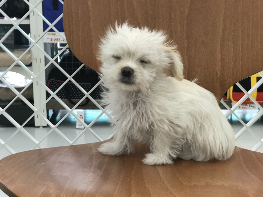 ぜひご来店ください | MIX犬［チワワ × カニンヘン・ダックスフント］ （014209） - ペットショップ マルワン東日暮里 東京都荒川区