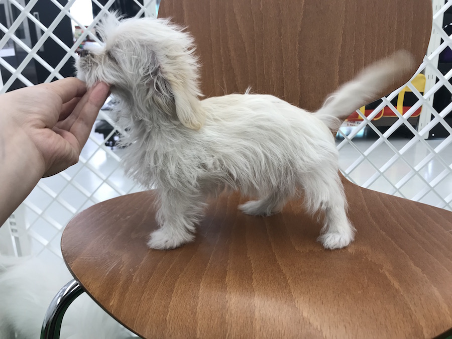 チワックスちゃん短すぎないけど短足 | MIX犬［チワワ × カニンヘン・ダックスフント］ （014209） - ペットショップ マルワン東日暮里 東京都荒川区
