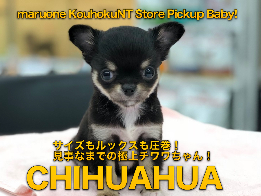【チワワ（ロングコート）】サイズもルックスも圧巻！見事なまでの極上チワワちゃん：港北NT店PICKUPベイビー！NO.311777