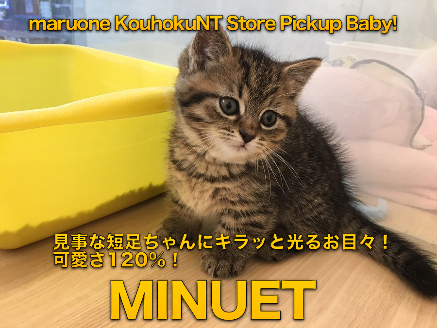 【ミヌエット】見事な短足ちゃんにキラッと光るお目々！可愛さ120%！：港北NT店PICKUPベイビー！NO.311773