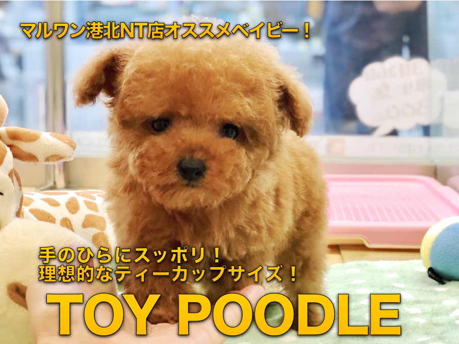 【トイ・プードル】手のひらにスッポリ！！理想的なティーカッププードル：港北NT店オススメベイビー！No.311771