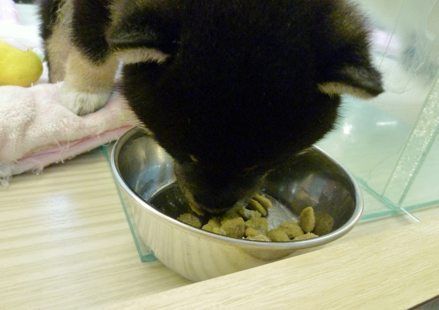 大好きなご飯も、パクパク～と食べています | 柴犬 （412673 - ペットショップ マルワン武蔵浦和 埼玉県）