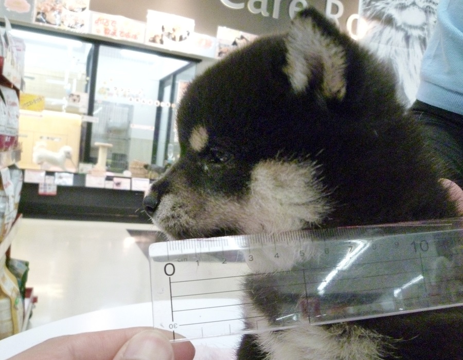 短いお鼻もまん丸お顔に欠かせません！ | 柴犬 （412673 - ペットショップ マルワン武蔵浦和 埼玉県）
