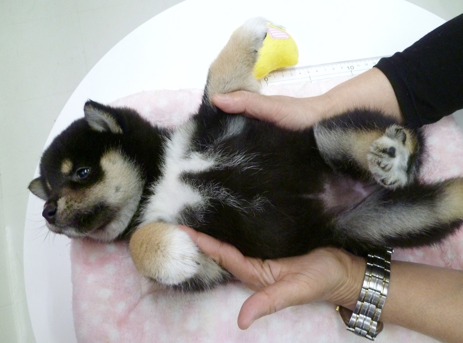 まだ慣れていないへそ天ポーズ | 柴犬 （412673 - ペットショップ マルワン武蔵浦和 埼玉県）