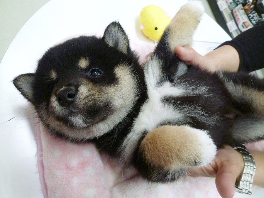 肢に力が・・・。 | 柴犬 （412673 - ペットショップ マルワン武蔵浦和 埼玉県）