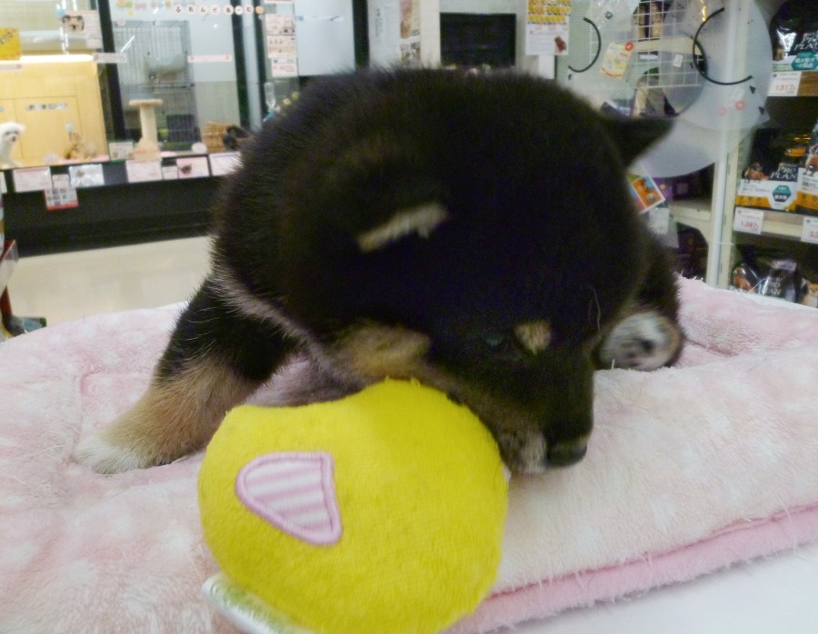 ちょっと休憩という事で、おもちゃタイム！！ | 柴犬 （412673 - ペットショップ マルワン武蔵浦和 埼玉県）