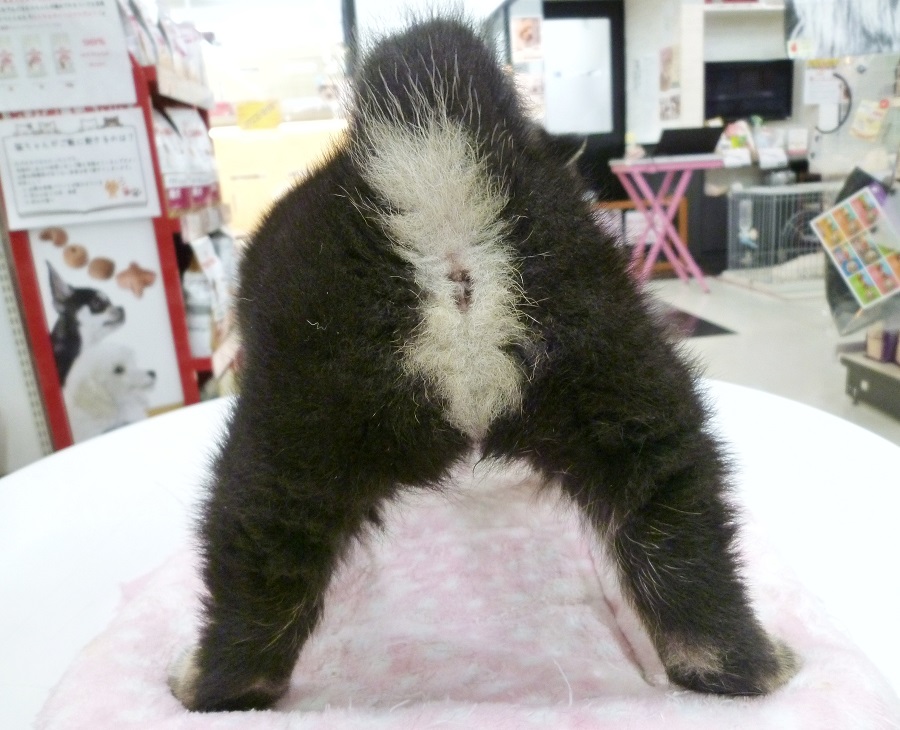尻尾も可愛らしい | 柴犬 （412673 - ペットショップ マルワン武蔵浦和 埼玉県）