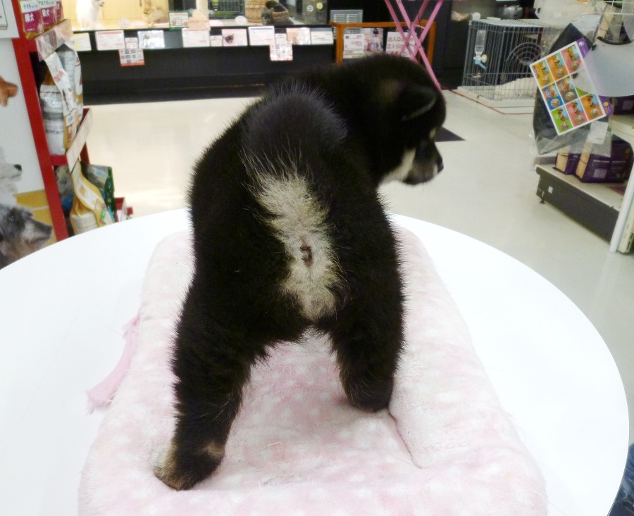 お尻もまん丸！！ | 柴犬 （412673 - ペットショップ マルワン武蔵浦和 埼玉県）
