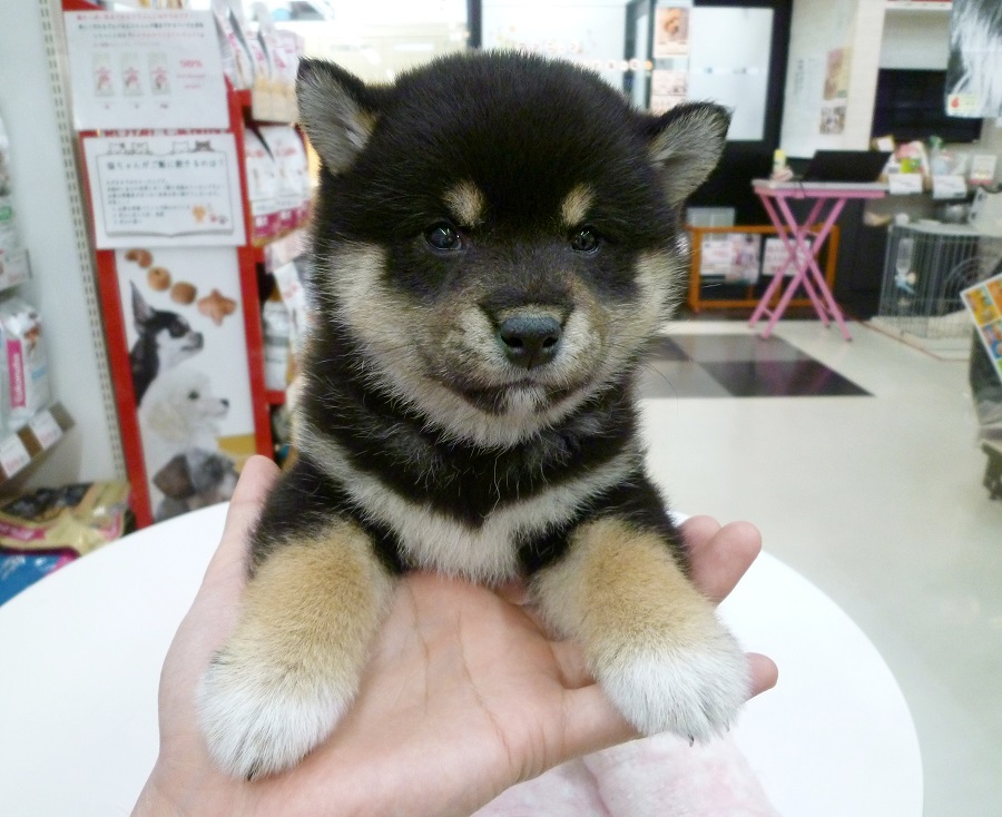 肢先は白ソックス | 柴犬 （412673 - ペットショップ マルワン武蔵浦和 埼玉県）