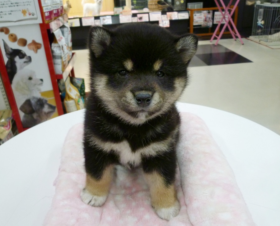 柴犬 （412673 - ペットショップ マルワン武蔵浦和 埼玉県）