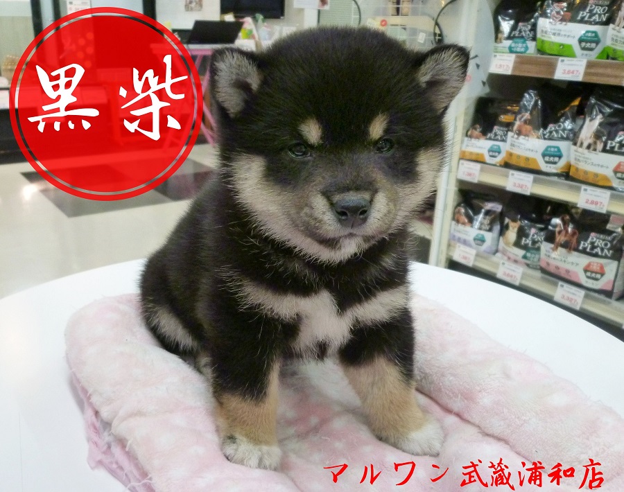 【柴犬】可愛さレベルＭＡＸ！！黒柴好きは絶対見逃すな！！：武蔵浦和店オススメベイビーNo.412673
