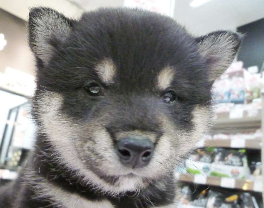 お月さまの様にまん丸なお顔♪ | 柴犬 （412673 - ペットショップ マルワン武蔵浦和 埼玉県）