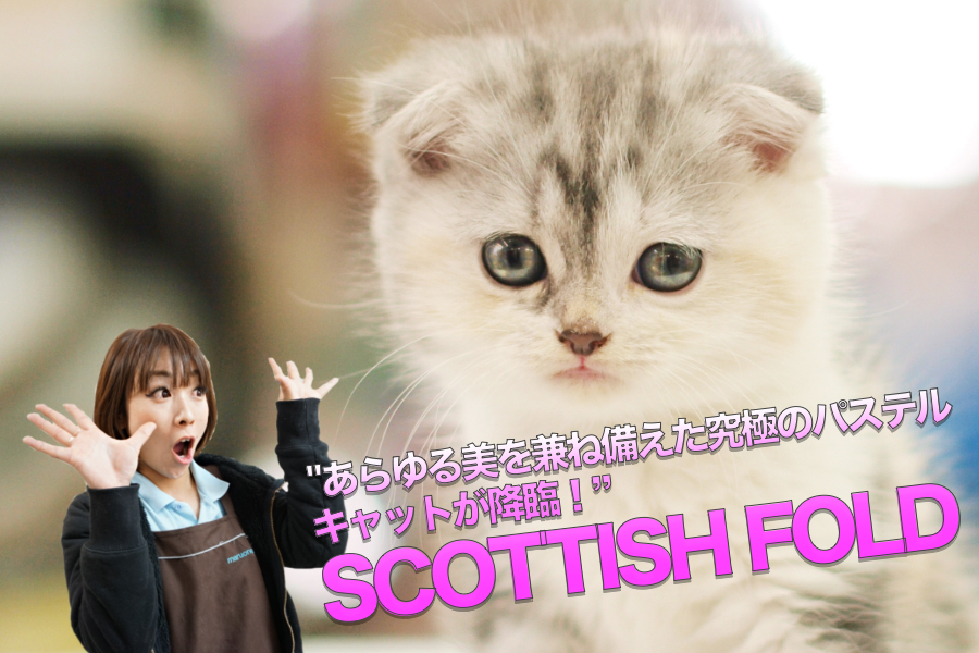 【スコティッシュ・フォールド】あらゆる美を兼ね備えた究極のパステルキャット降臨♥：大倉山店PICKUPベイビーＮｏ．6130684