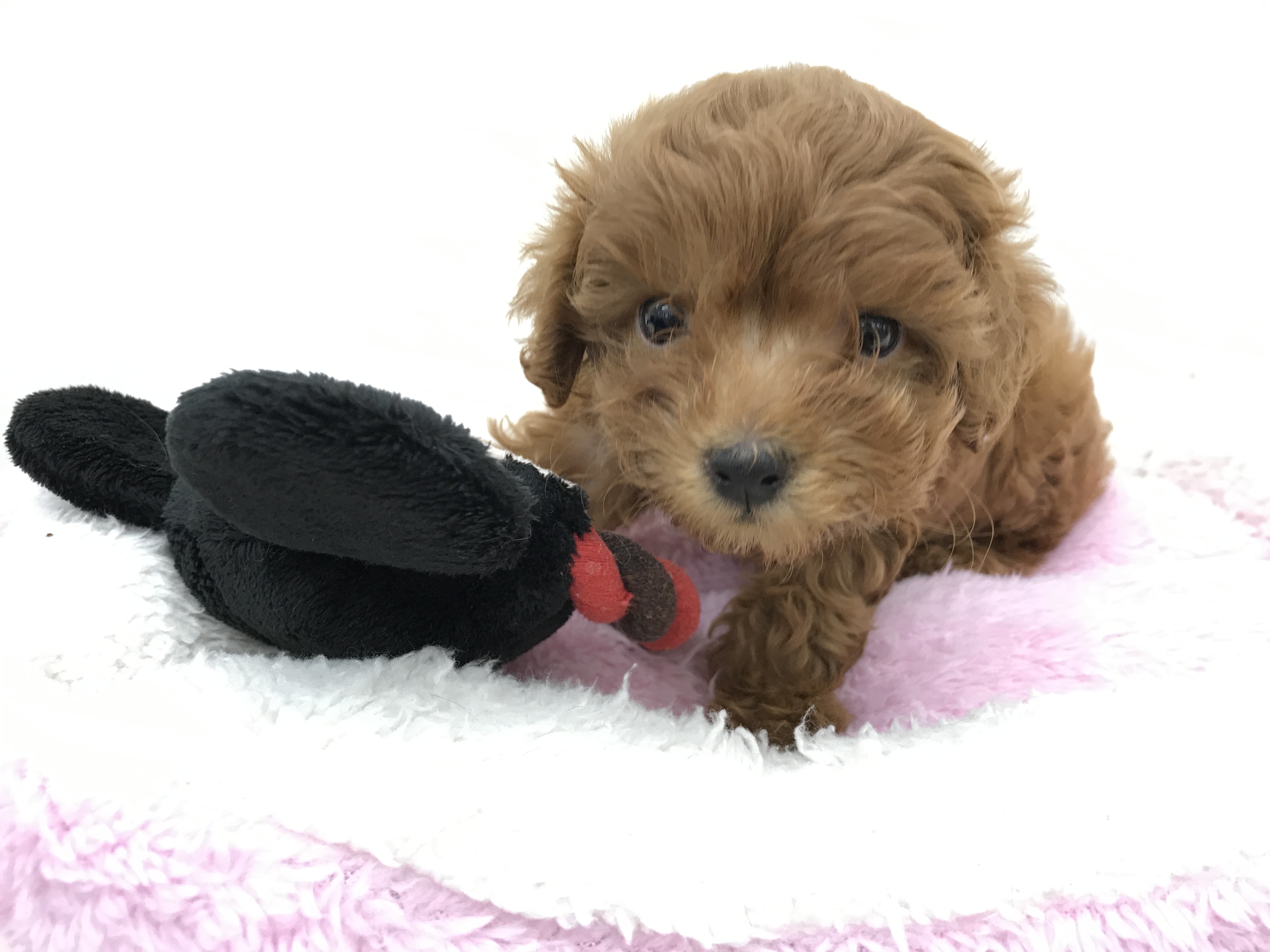 超絶美犬 | トイ・プードル (512523) - ペットショップ マルワン本羽田 東京都大田区