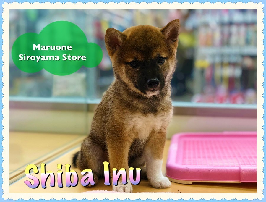 【柴犬】店長太鼓判！！全てが最高峰のSPECIAL柴犬：城山店PICKUPベイビー！NO.118230