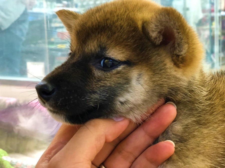 太く短いマズルは「クマ顔柴」の証 | 柴犬 （118230 - ペットショップ ペッツワン城山 神奈川県相模原市）