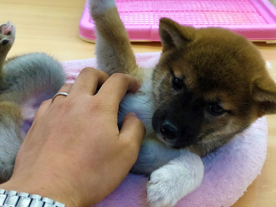 余裕のドヤ顔サービス | 柴犬 （118230 - ペットショップ ペッツワン城山 神奈川県相模原市）