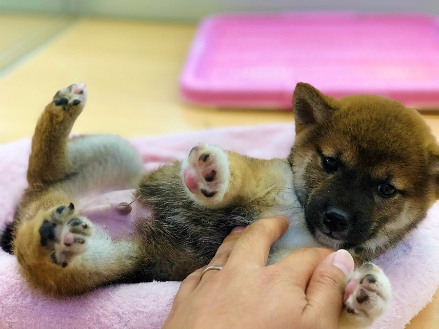ヘソ天に抵抗がない子は珍しい | 柴犬 （118230 - ペットショップ ペッツワン城山 神奈川県相模原市）