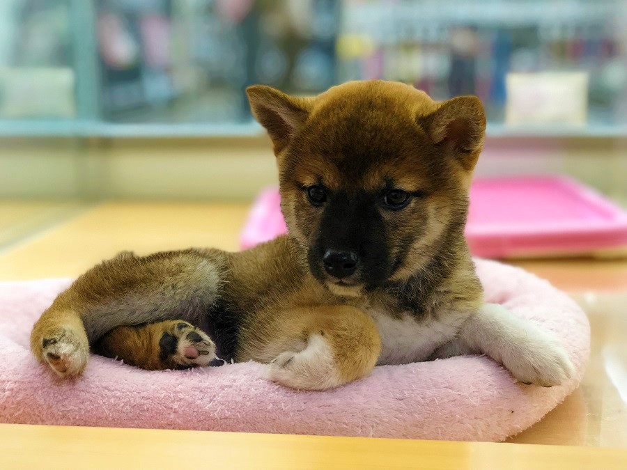 柴犬 （118230 - ペットショップ ペッツワン城山 神奈川県相模原市）