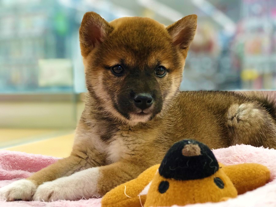 お店で待ってるよ♪ | 柴犬 （118230 - ペットショップ ペッツワン城山 神奈川県相模原市）