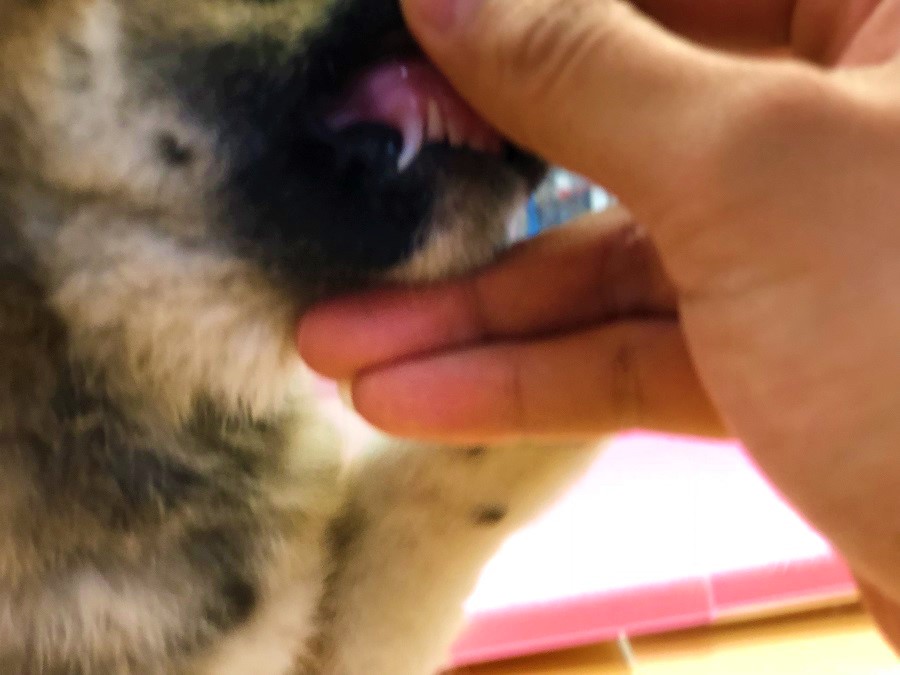 いきなりお口周り！？ | 柴犬 （118230 - ペットショップ ペッツワン城山 神奈川県相模原市）