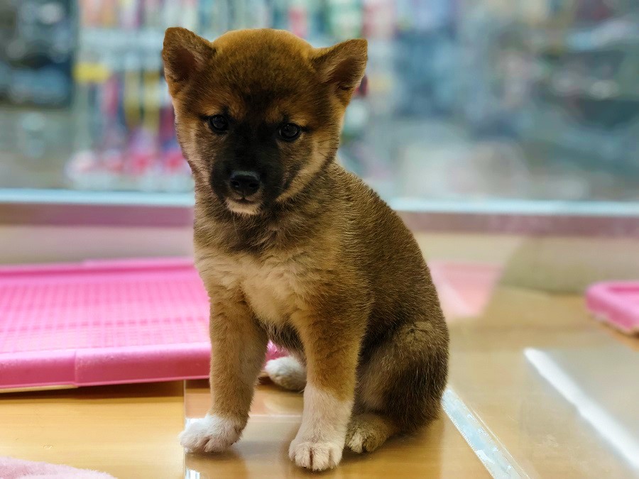 胸元にT字に入った綺麗な裏白被毛 | 柴犬 （118230 - ペットショップ ペッツワン城山 神奈川県相模原市）