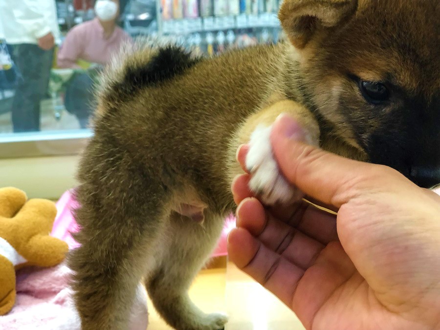嫌がる前足もご覧の通り | 柴犬 （118230 - ペットショップ ペッツワン城山 神奈川県相模原市）