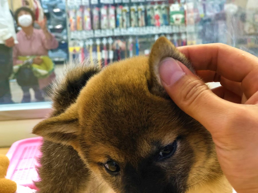 お耳もへっちゃら | 柴犬 （118230 - ペットショップ ペッツワン城山 神奈川県相模原市）