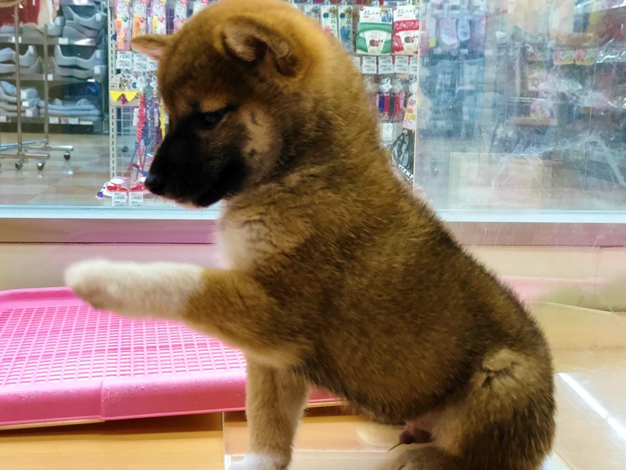 入店3日目にして、お手の練習中 | 柴犬 （118230 - ペットショップ ペッツワン城山 神奈川県相模原市）