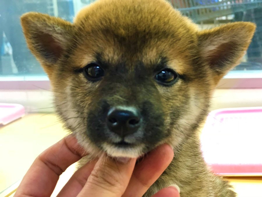 一目見ただけで「あ、この子は違う！」と感じてしまうイケメンっぷり♪ | 柴犬 （118230 - ペットショップ ペッツワン城山 神奈川県相模原市）