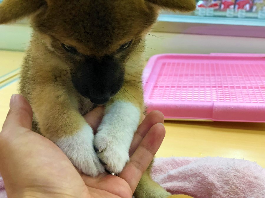 赤柴の醍醐味、白ソックス | 柴犬 （118230 - ペットショップ ペッツワン城山 神奈川県相模原市）