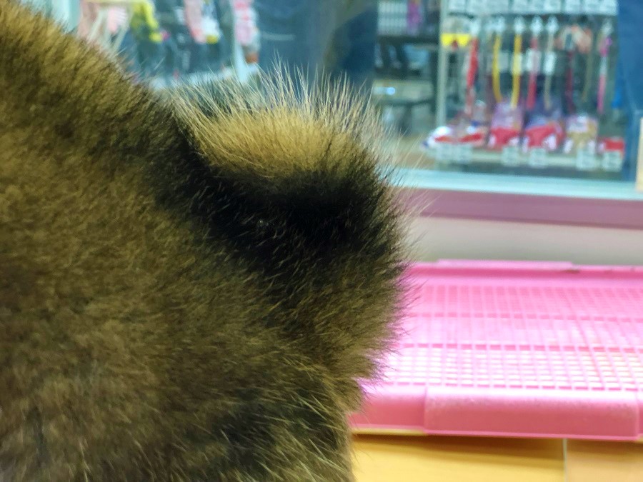 グリンとした立派な巻尾 | 柴犬 （118230 - ペットショップ ペッツワン城山 神奈川県相模原市）