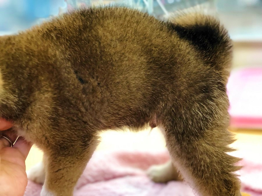 黒の差毛もキッチリ入っているので濃く綺麗な赤毛になってくれますね♪ | 柴犬 （118230 - ペットショップ ペッツワン城山 神奈川県相模原市）