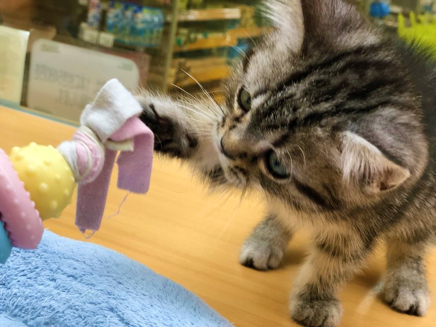 獲物に必殺猫パンチ！ | アメリカンショートヘア - ペットショップ ペッツワン城山 神奈川県相模原市