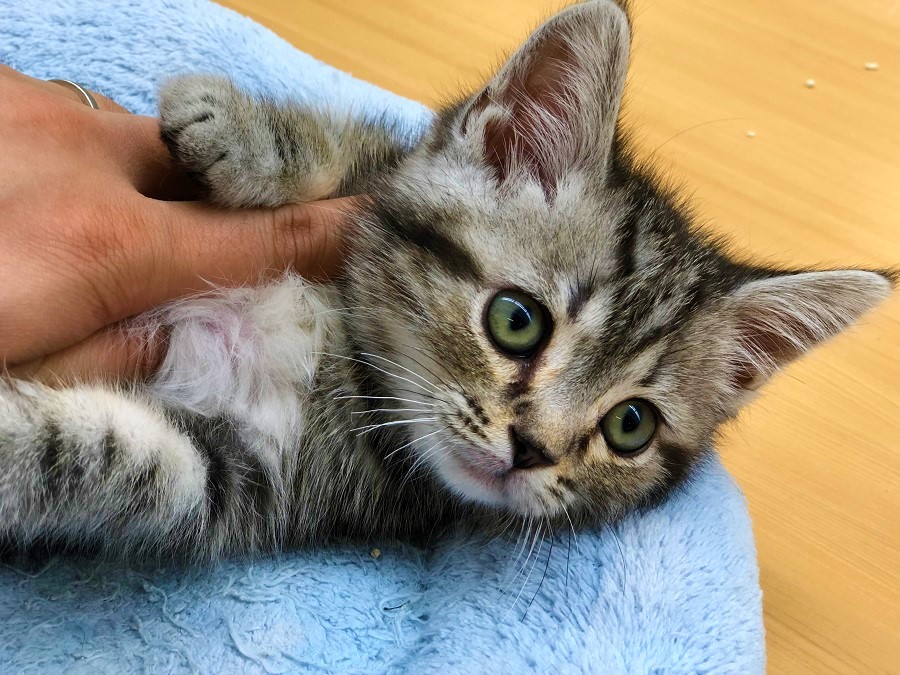 驚愕！？猫なのにヘソ天OK | アメリカンショートヘア - ペットショップ ペッツワン城山 神奈川県相模原市