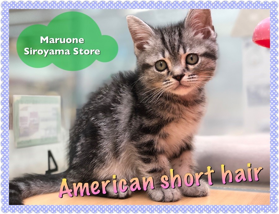 【アメリカンショートヘア】♡最かわ系アメショ♡見逃し禁止の超オススメにゃんこ：城山店PICKUPベイビー！NO.118227