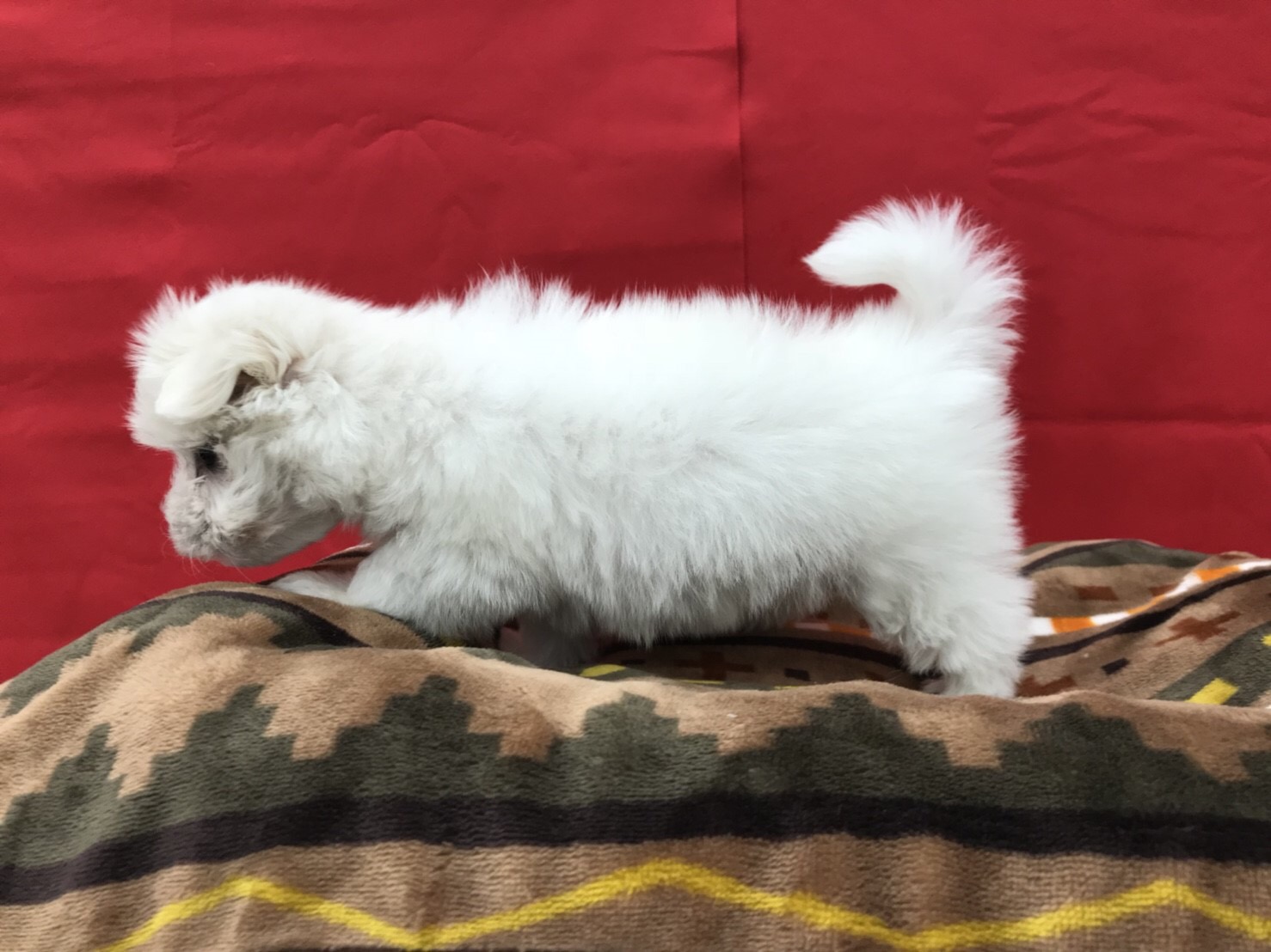 愛玩犬代表！！ | マルチーズ （512521） - ペットショップ マルワン本羽田 東京都大田区