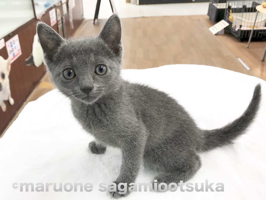 魅惑のエレガントキャット | ロシアンブルー （814458） - ペットショップ マルワン相模大塚 神奈川県大和市