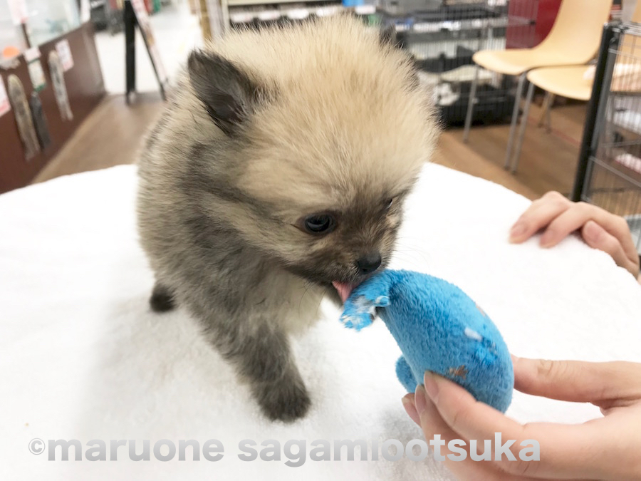 おもちゃに興味津々のポメ君 | ポメラニアン （814459） - ペットショップ マルワン相模大塚 神奈川県大和市