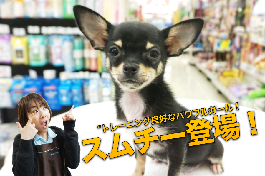 【チワワ・スムースコート】トレーニング状況良好なパワフルガール!日々のトレーニング内容と得意技披露!：大倉山店PICKUPベイビーNo.6130676