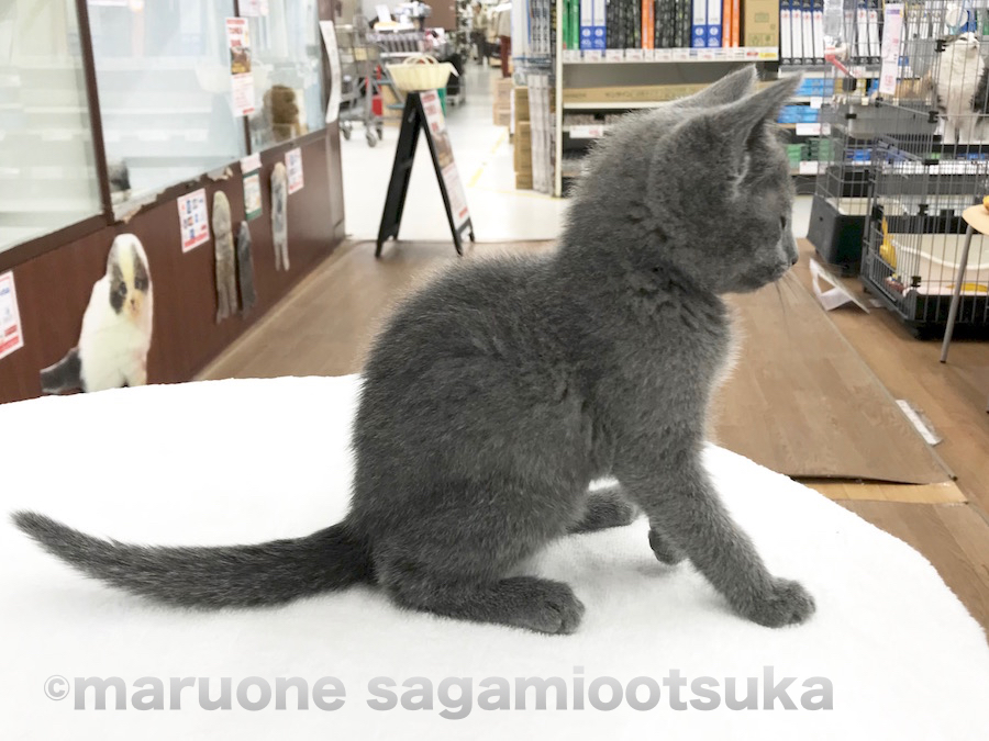 ピシッとおすわり | ロシアンブルー （814458） - ペットショップ マルワン相模大塚 神奈川県大和市