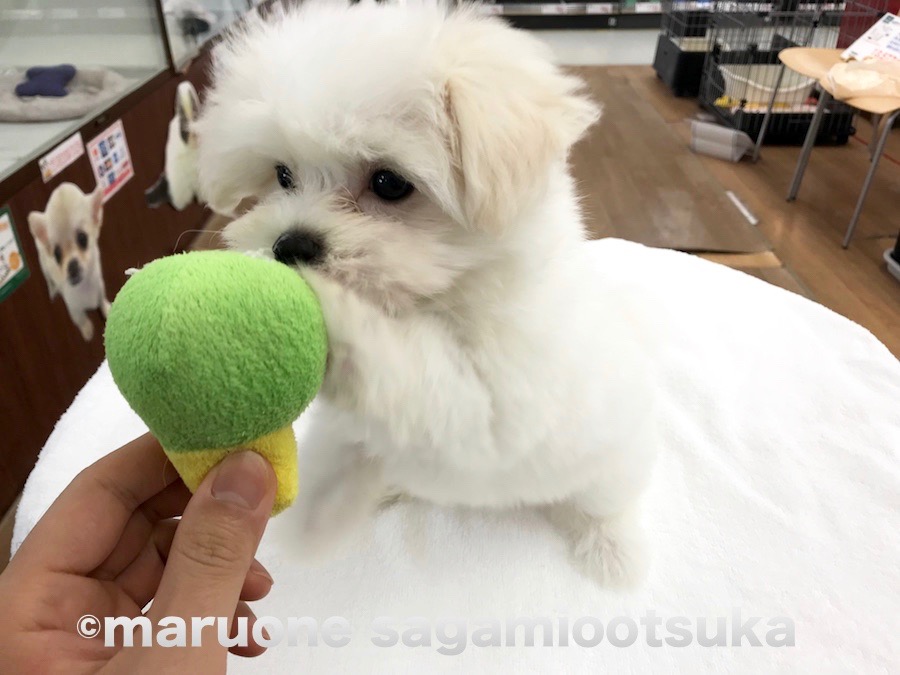 おもちゃで遊ぼうとしたところ、なぜかソフトタッチ | マルチーズ×トイ・プードル（通称：マルプー） - ペットショップ マルワン相模大塚 神奈川県大和市